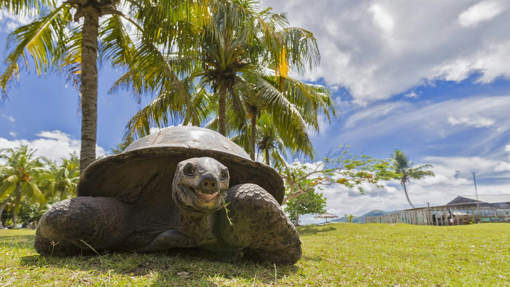 Das Aldabra-Atoll gehört zu den Seychellen und ist ein wichtiges Schutzgebiet für Meeresschildkröten.