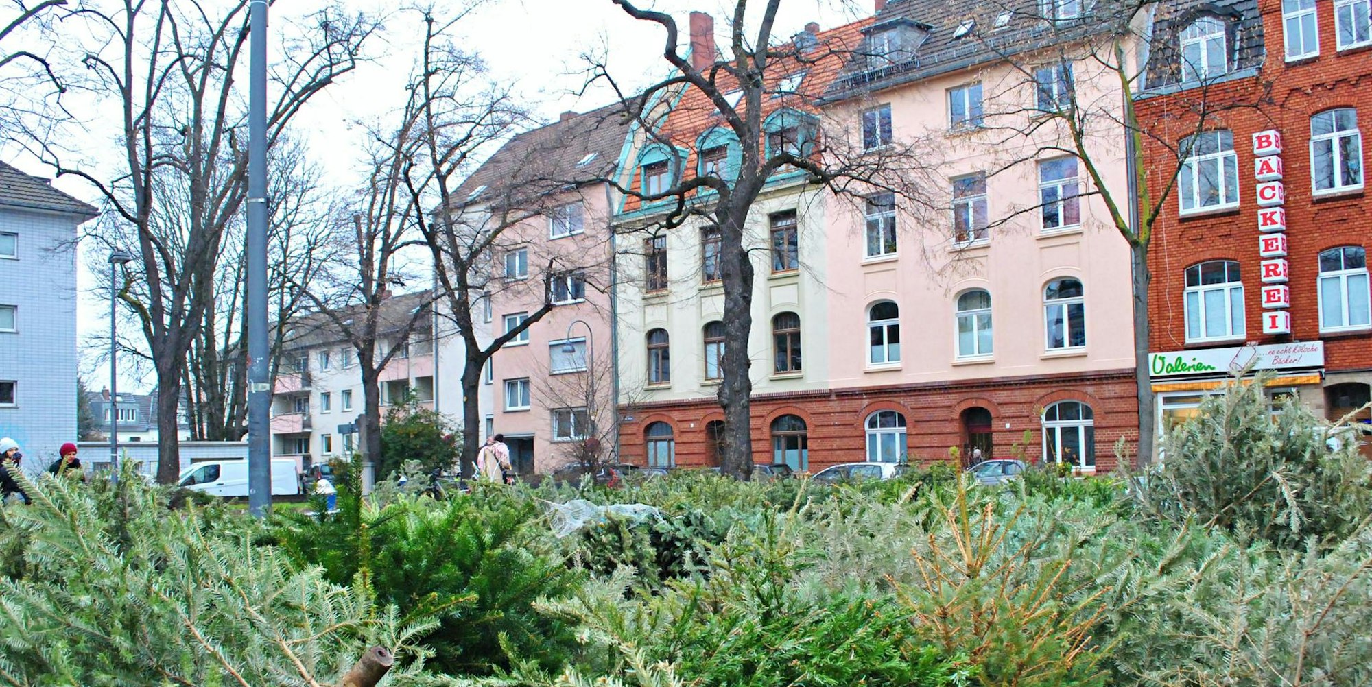Bäume Ehrenfeld