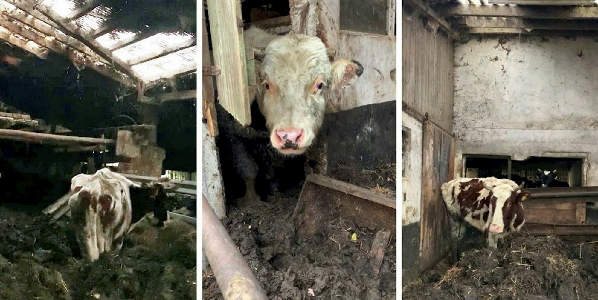 2020-01-07-gerettete-rinder-hennef