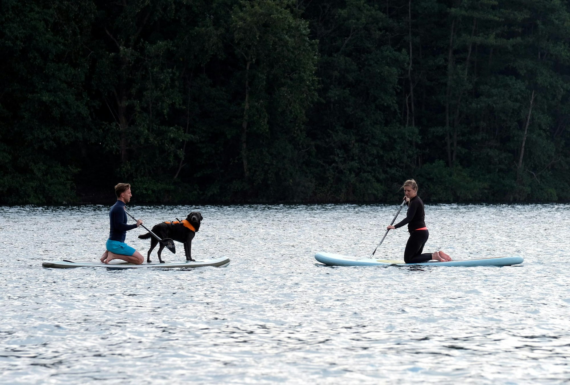 stand up paddeln mit hund 1