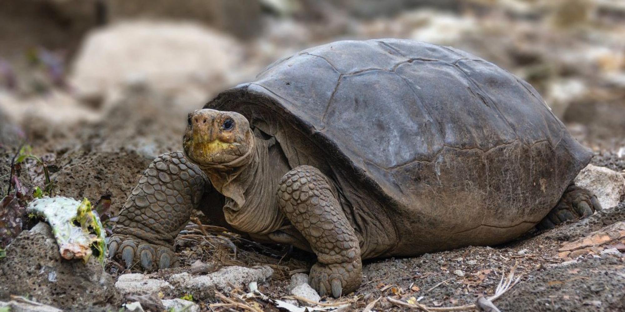 Galapagos-Schildkröte
