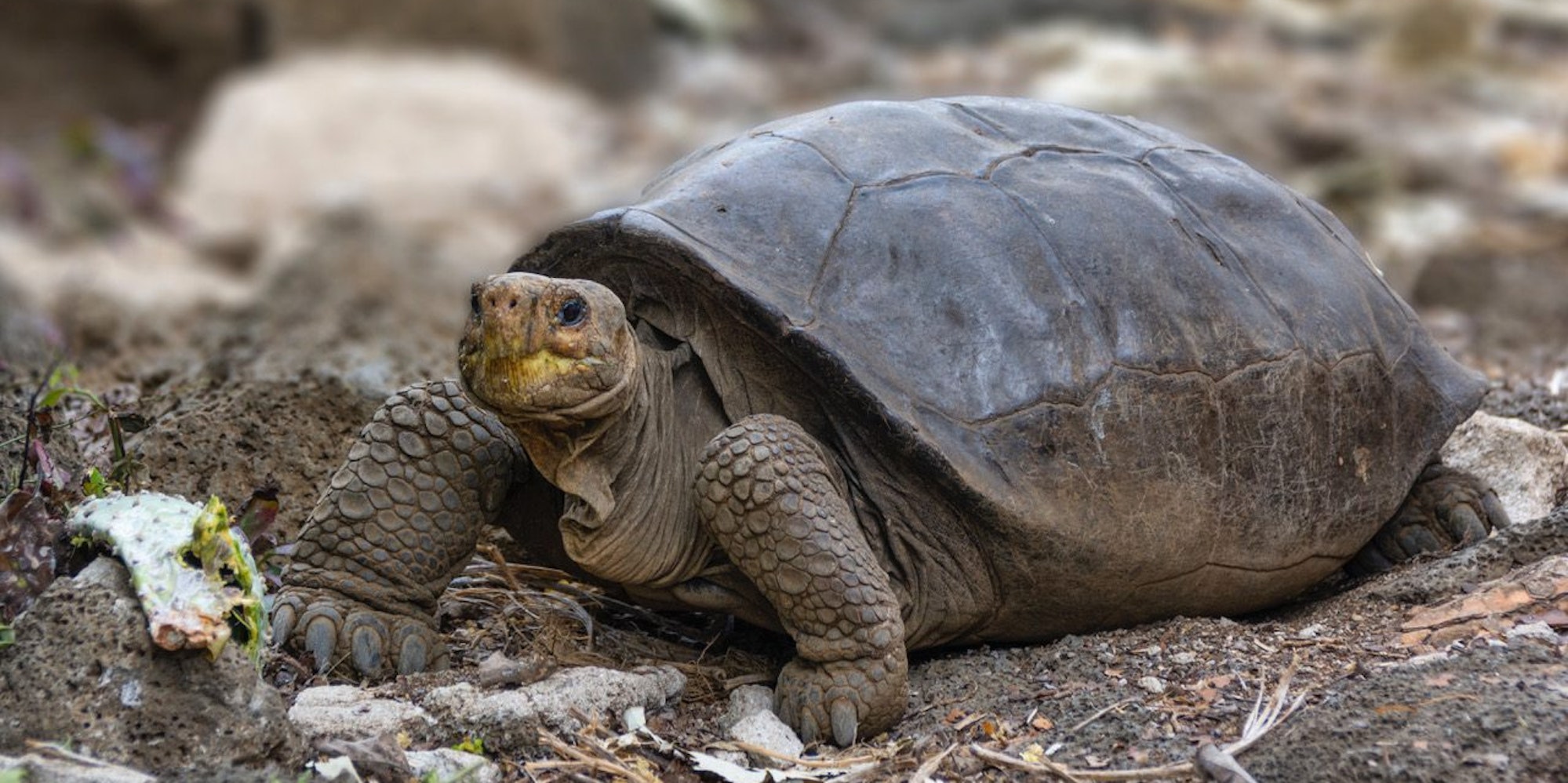 Galapagos-Schildkröte