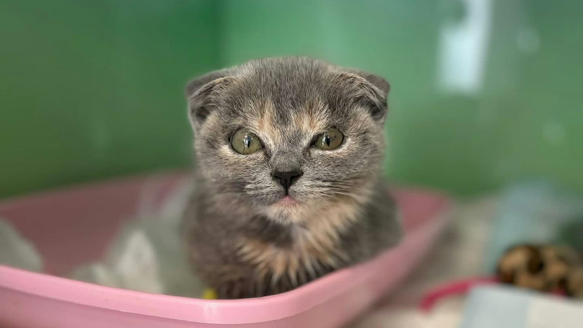 Eine junge Katze mit den typisch angelegten Ohren einer Scottish Fold. Sie sitzt in einer rosafarbenen Wanne auf Handtüchern.