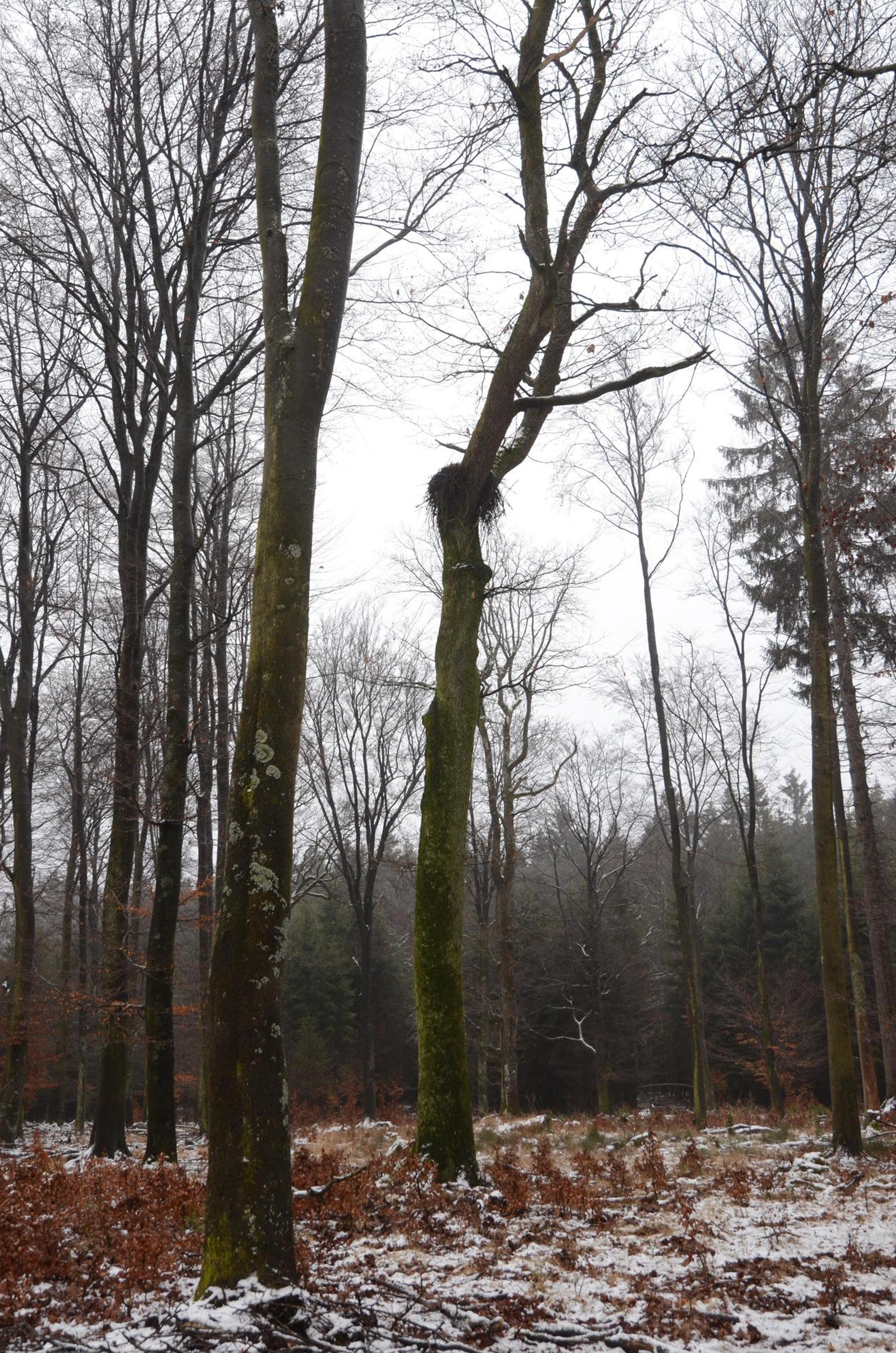 Schwarzstorchenhorst Dahlem2