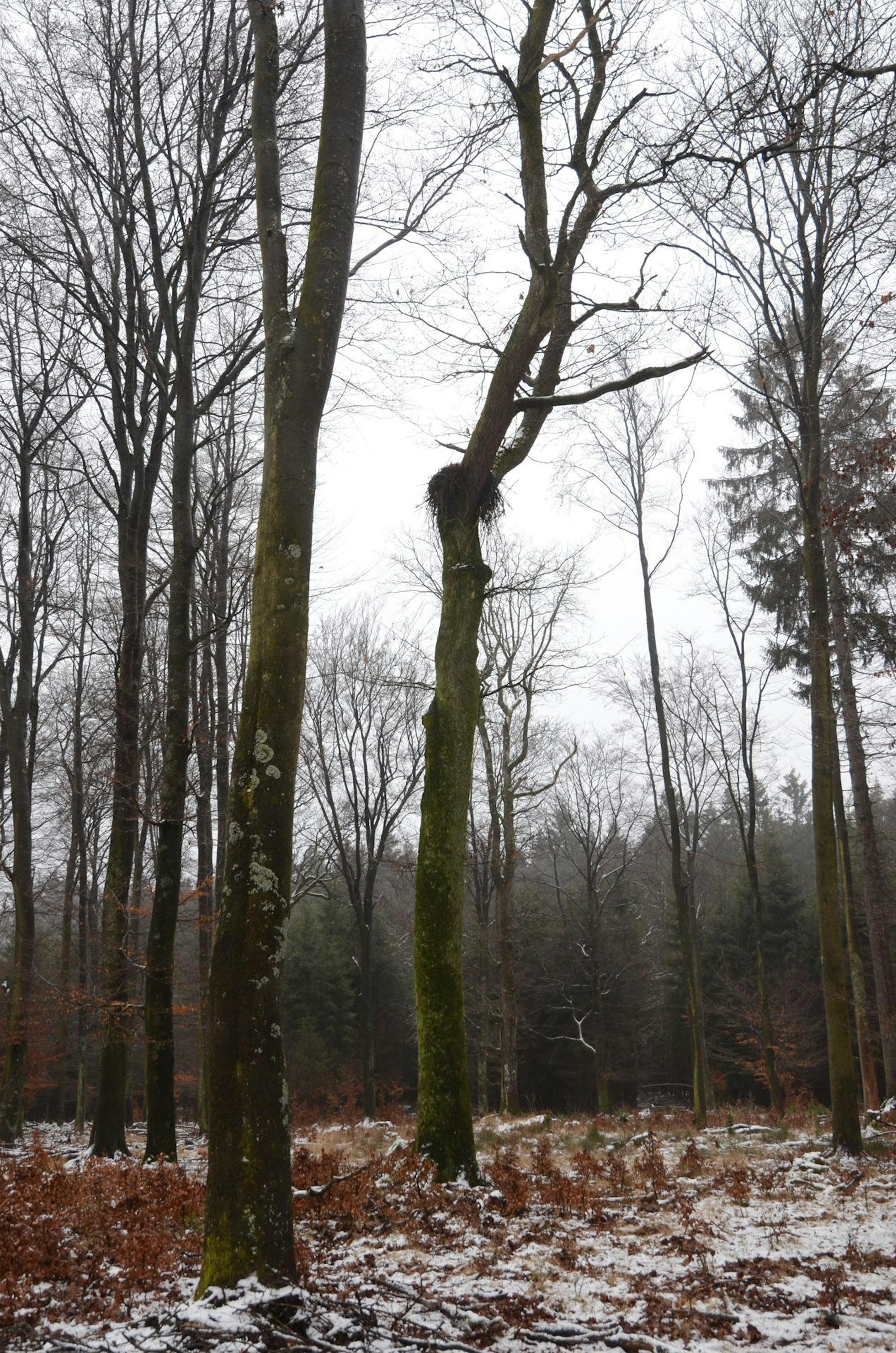 Schwarzstorchenhorst Dahlem2