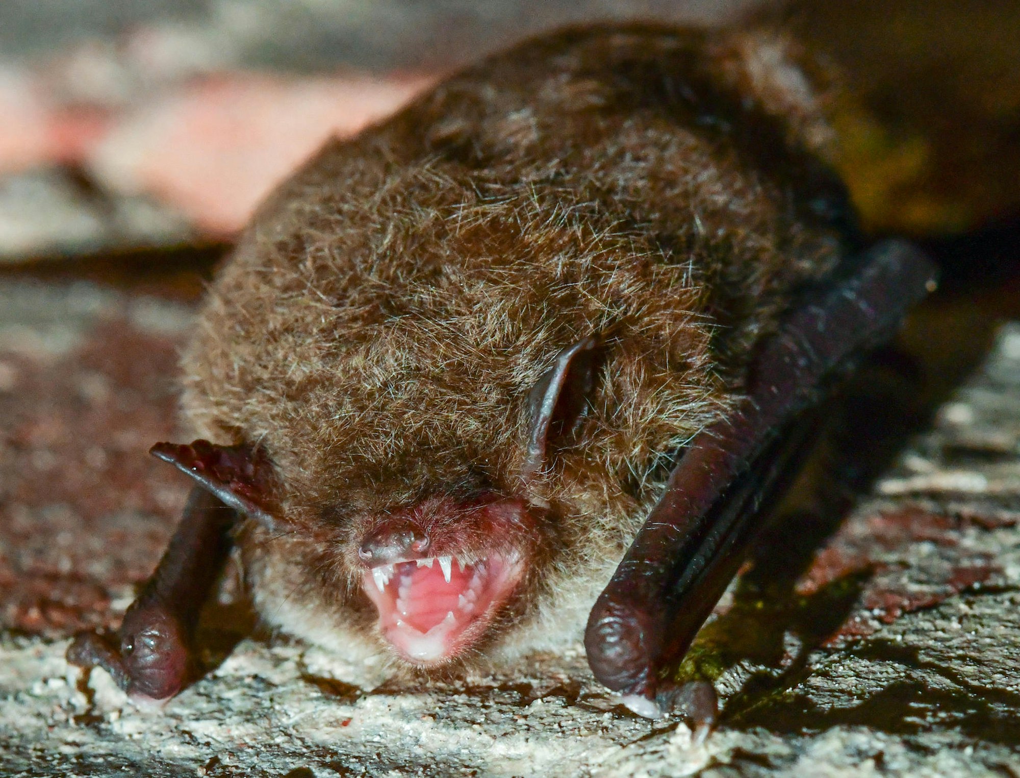 Fledermaus