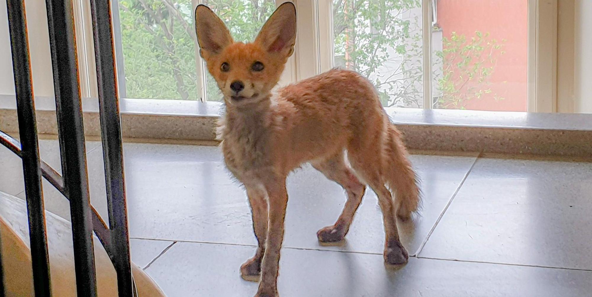 Fuchs 130722