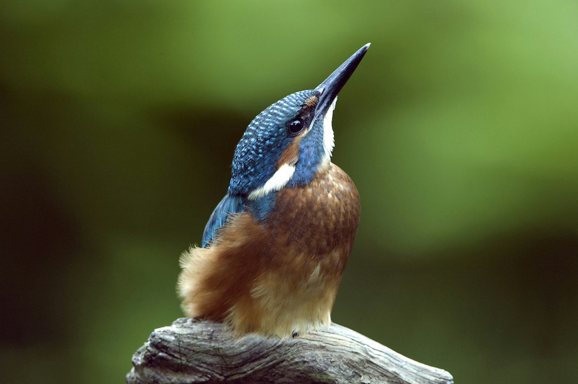 Eisvogel_Brinkmann_01