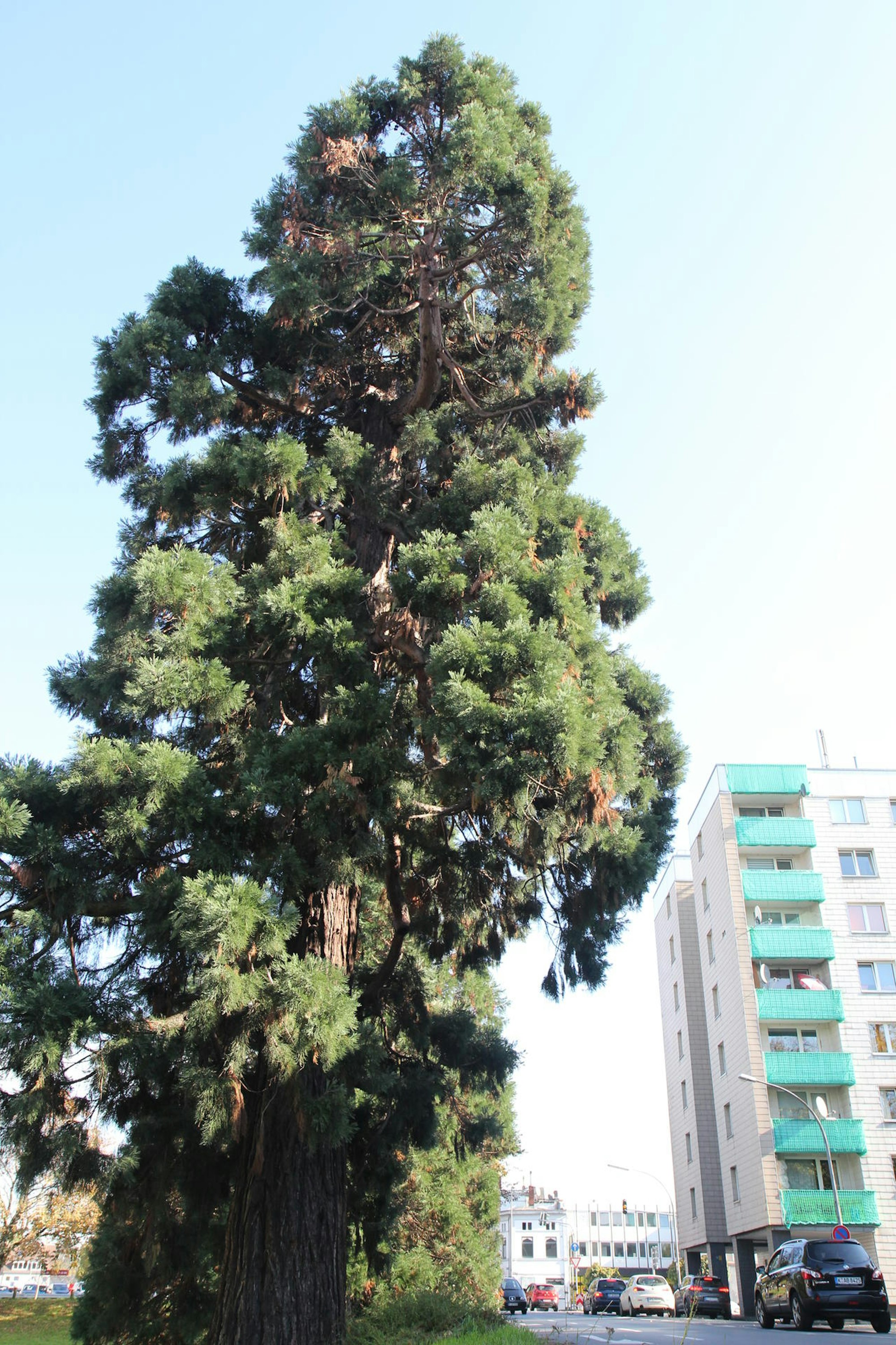 rem_baumkataster_004