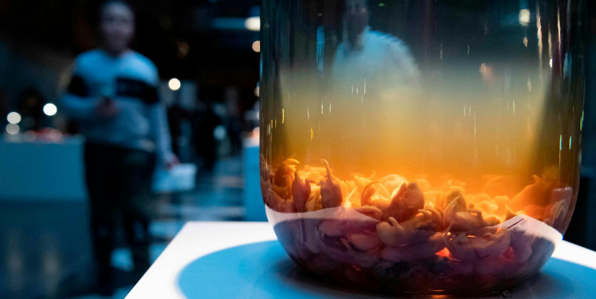 Disgusting Food Museum