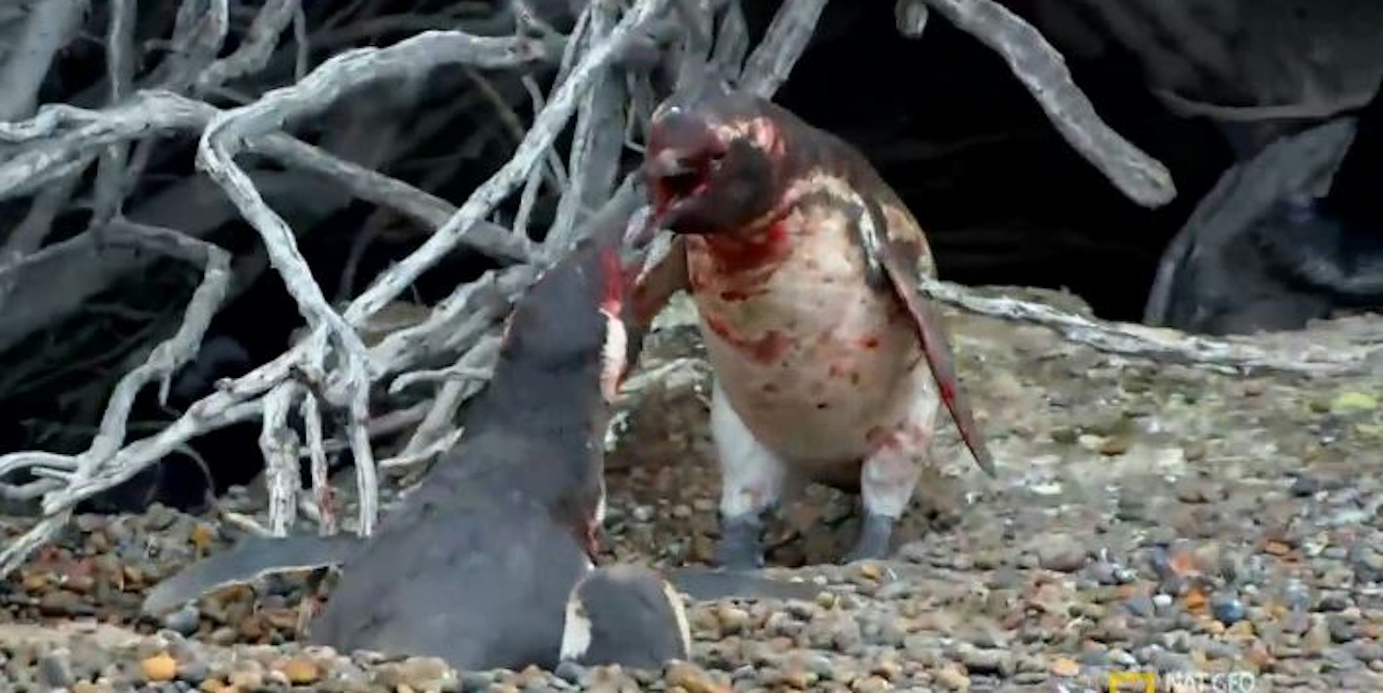 pinguin