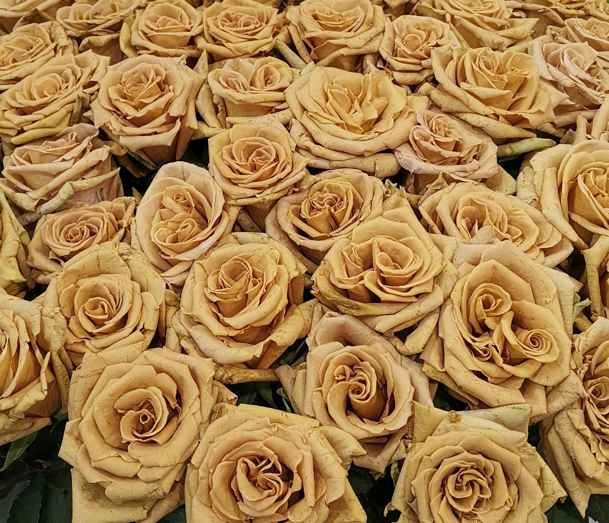 flop rose Ina Sperl Trends 2019