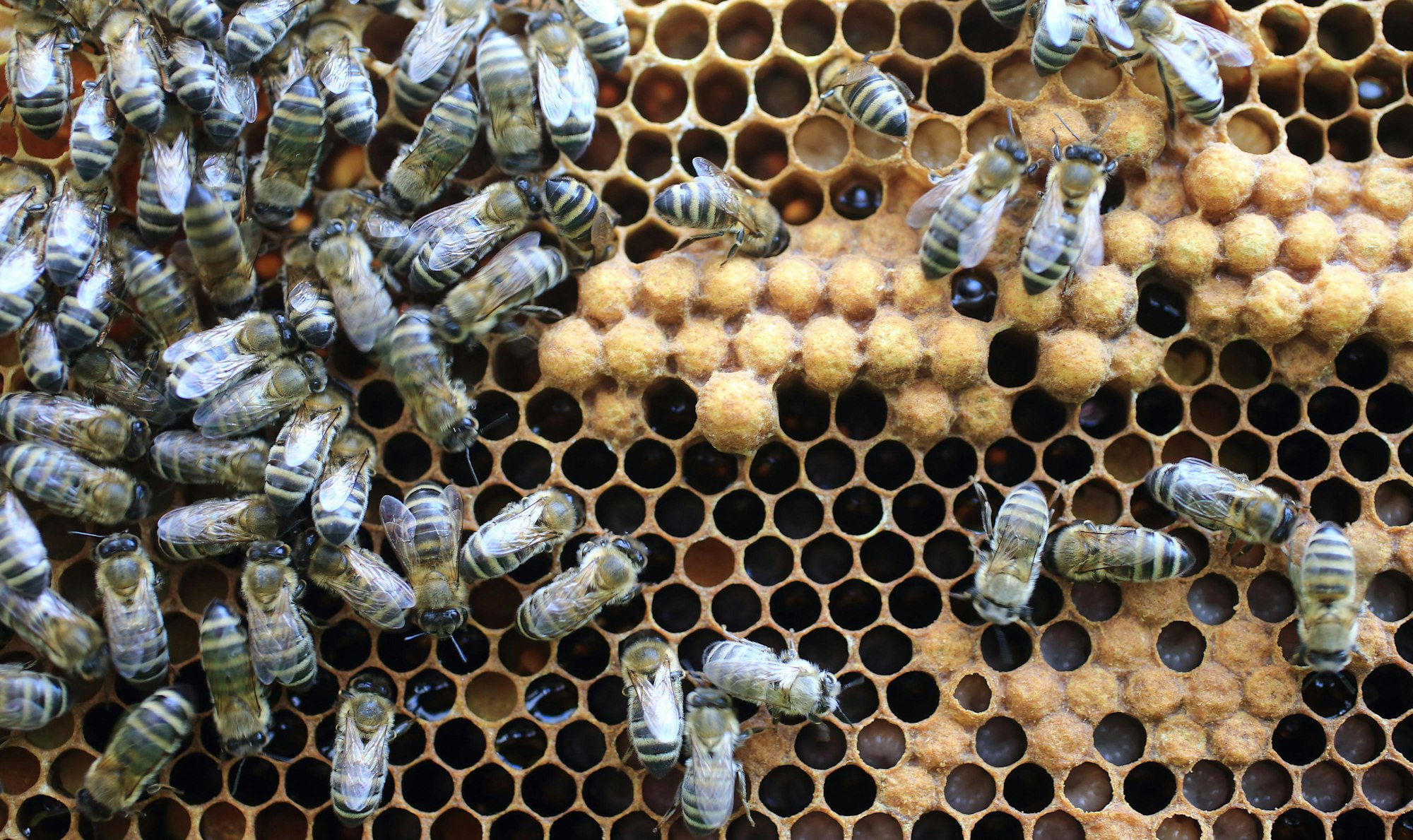 Bienen1-2016