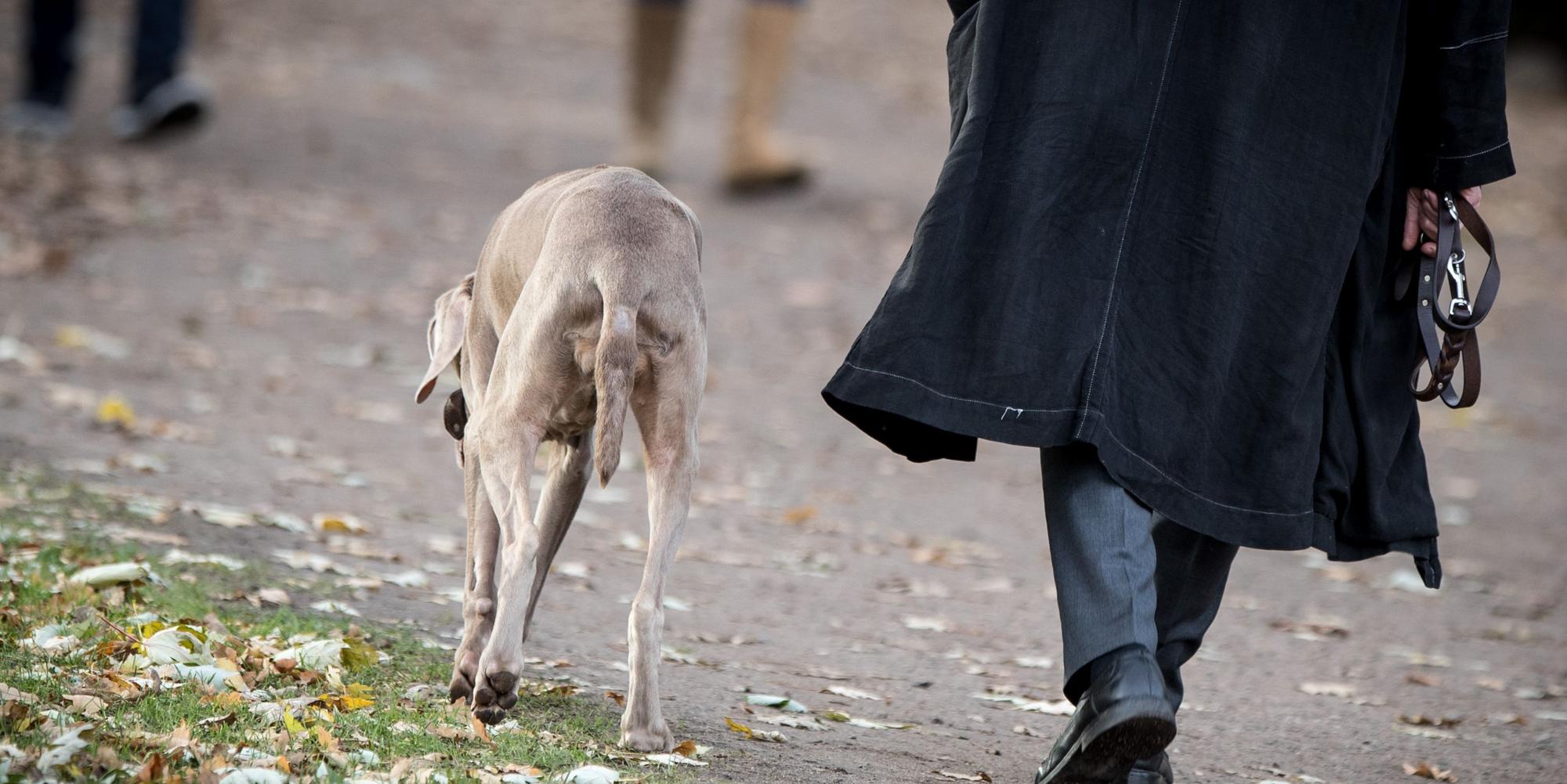 Hundesteuer