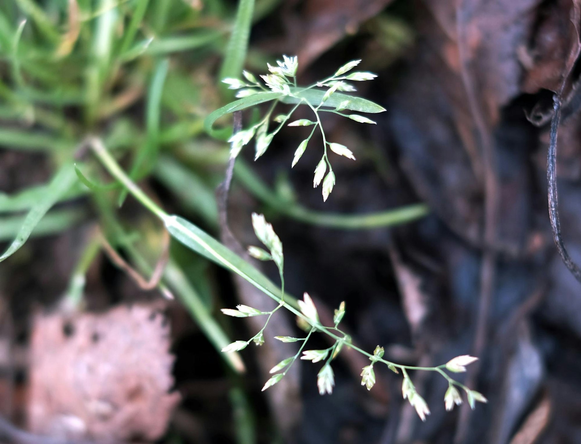 Gartenkalender Februar 2020 blühendes Gras