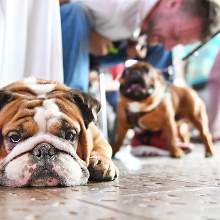 Bulldogge_schmollt_am_Boden_23062016