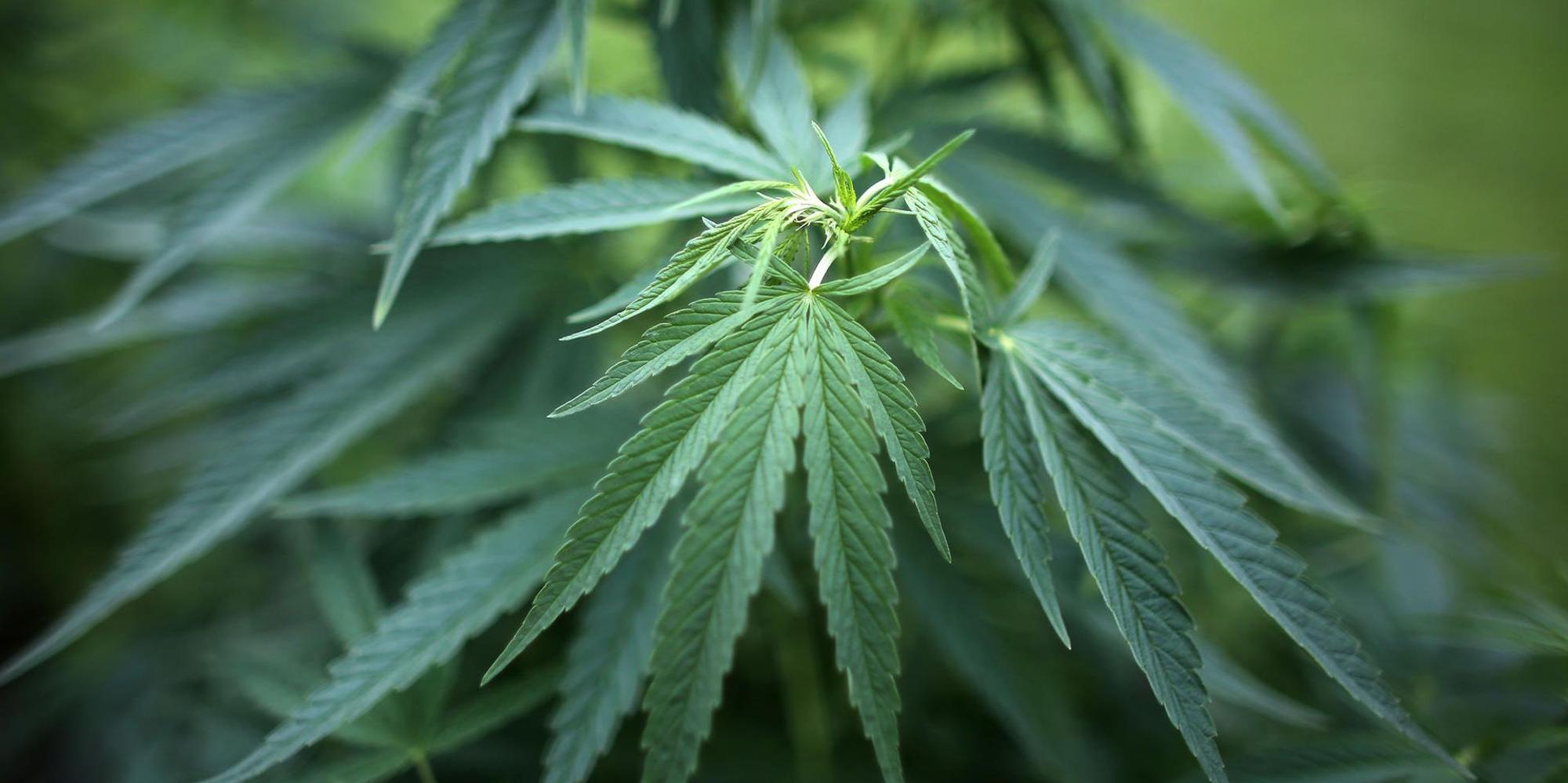 Cannabis