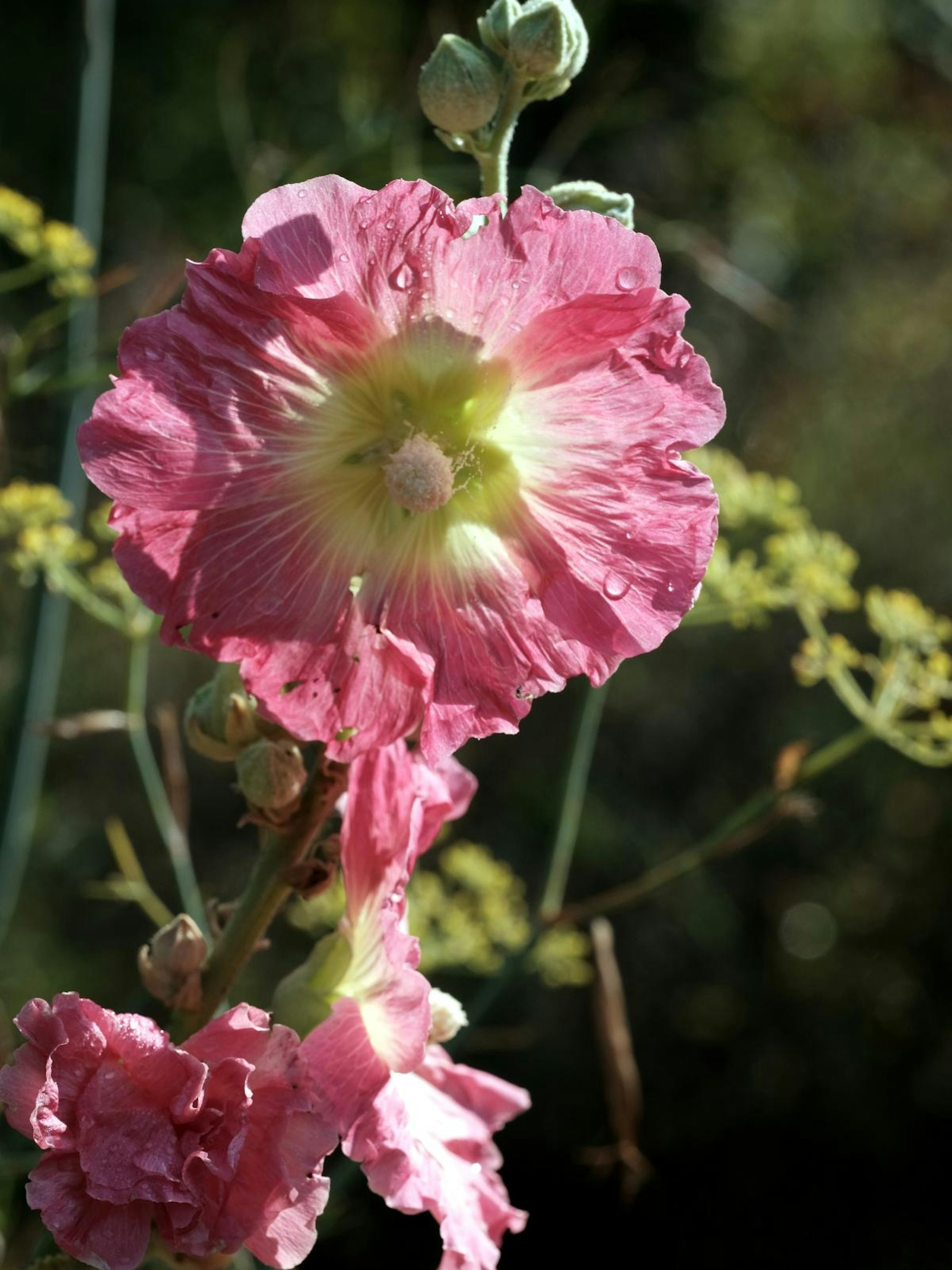 Bild 3 20200810-MAX-gartenkalender-30