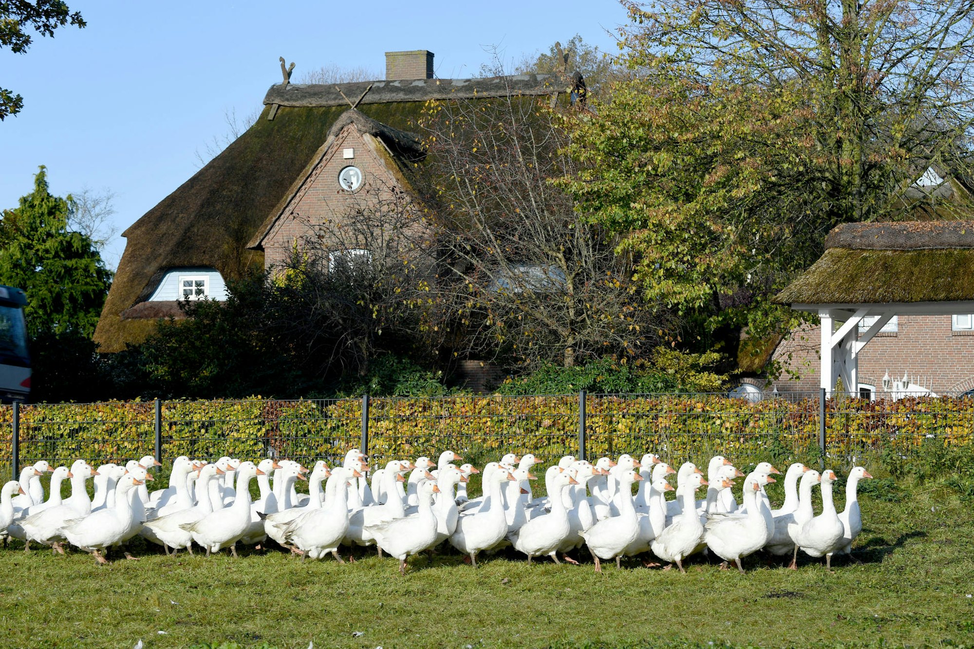 dpa_Martins_Gaense_63297535