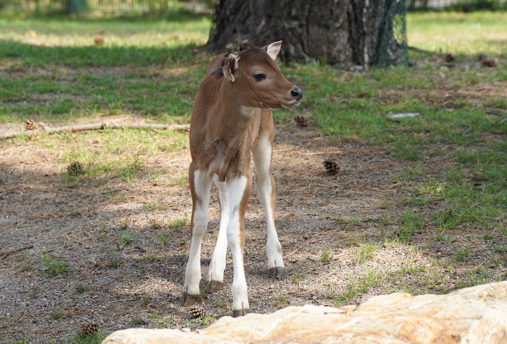 Banteng-Bulle „Pambajeng“-7302305