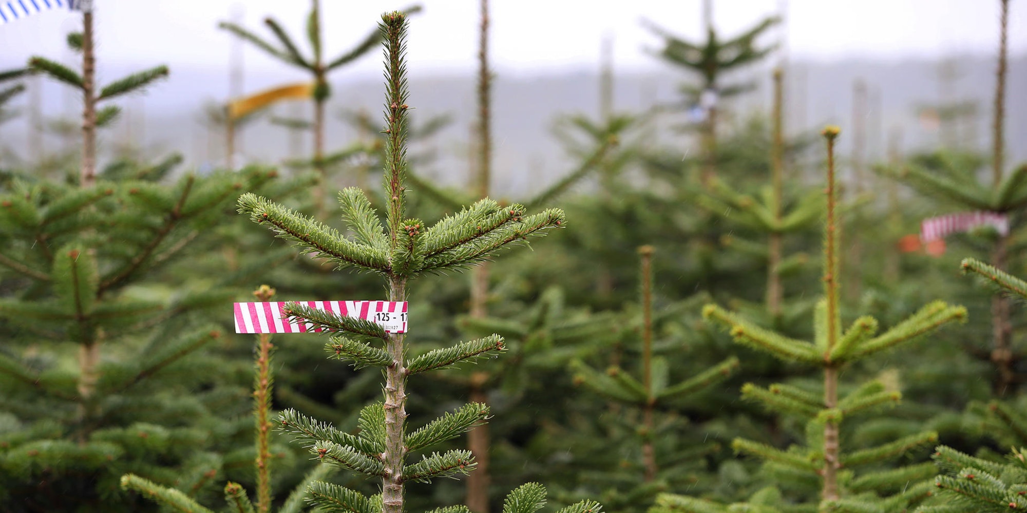 Tannenbaum2