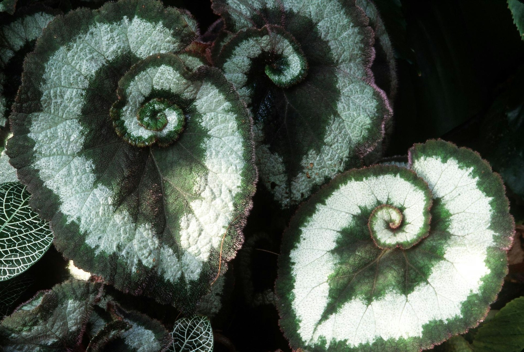 Begonie Schnecke dpa