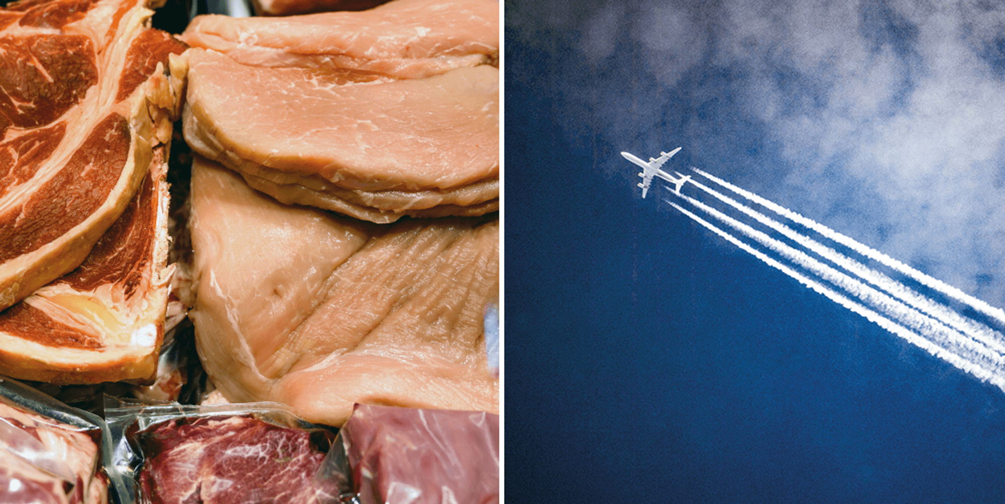 header-Fleisch-Fliegen