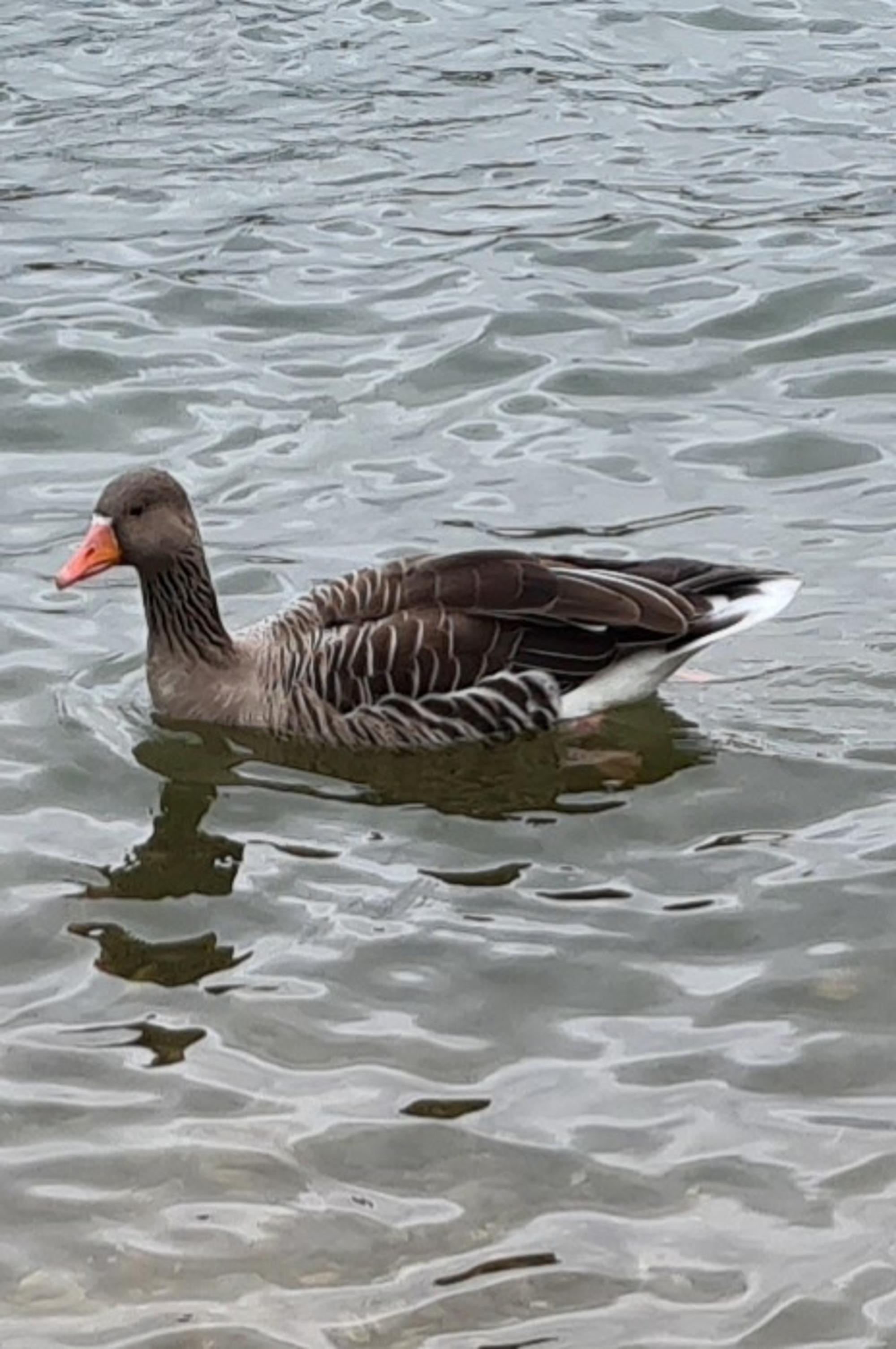 sues Schwan 3 Graugans Foto Uschi Rhiem