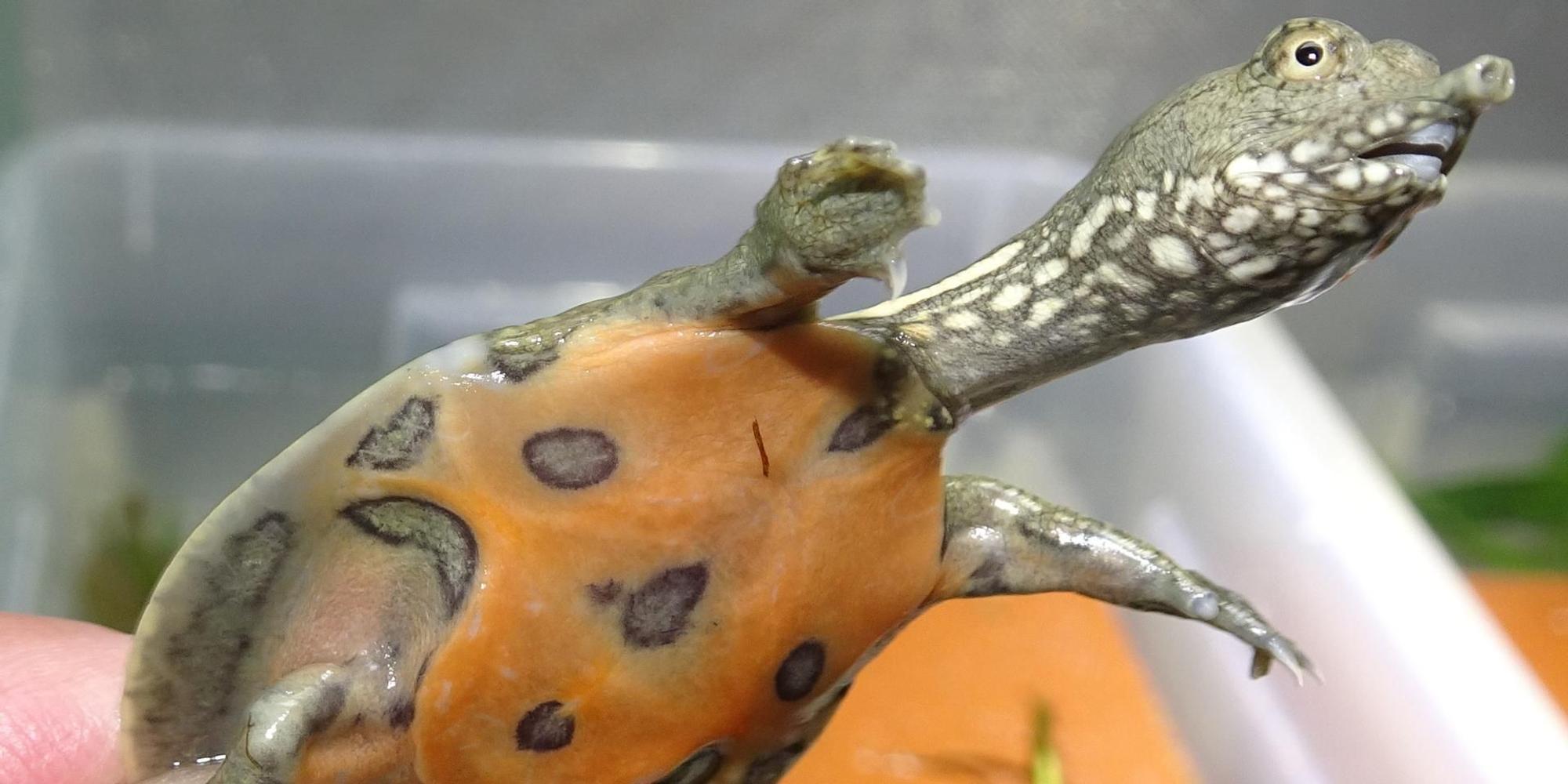 Weichschildkröte phot. T. Ziegler