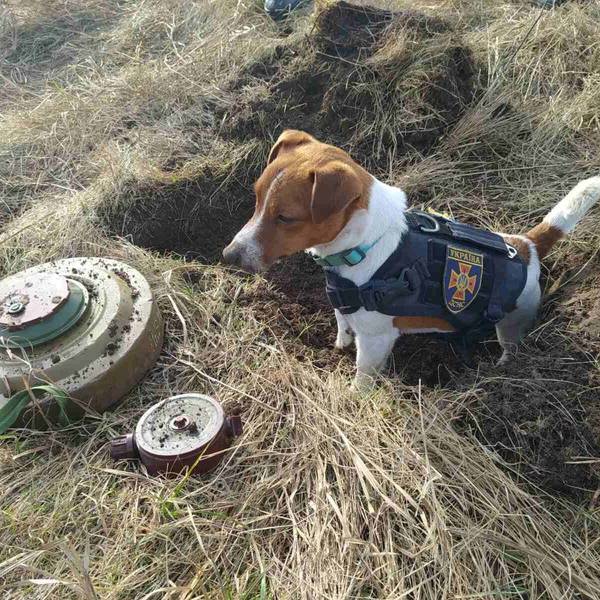 Bombenspürhund Patron IMAGO 290322