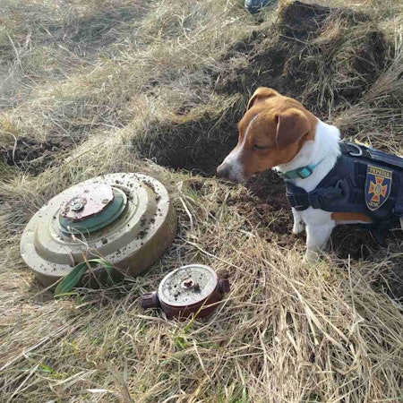 Bombenspürhund Patron IMAGO 290322