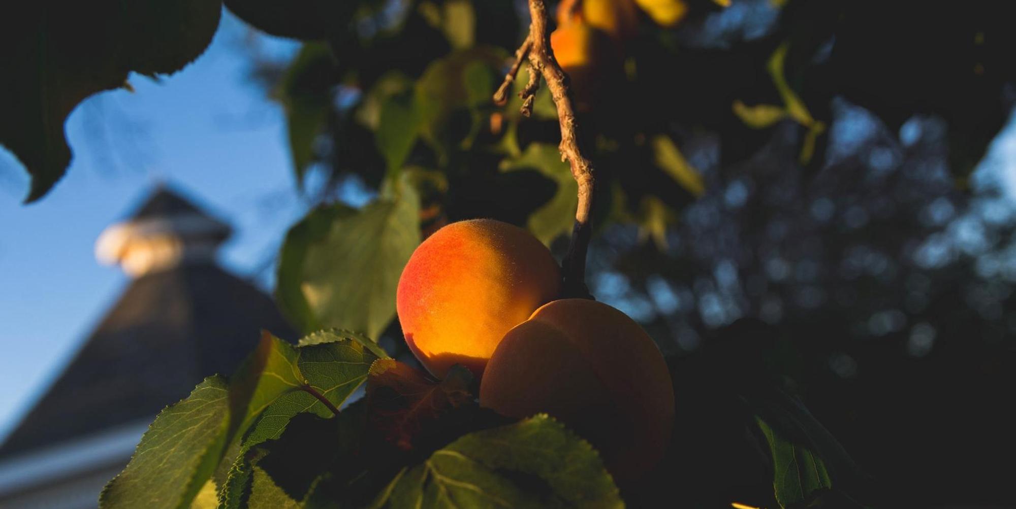 Aprikose steve-harvey-VOKuR0Iw2XU-unsplash