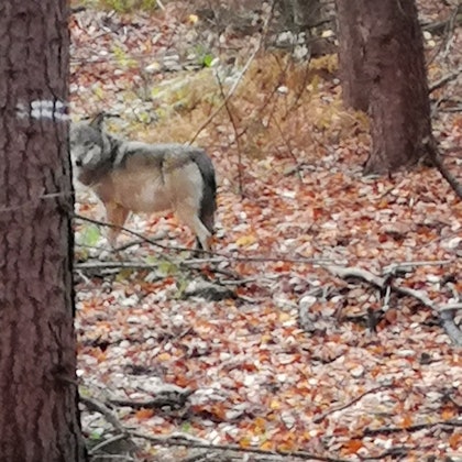 Wölfin am Niederrhein