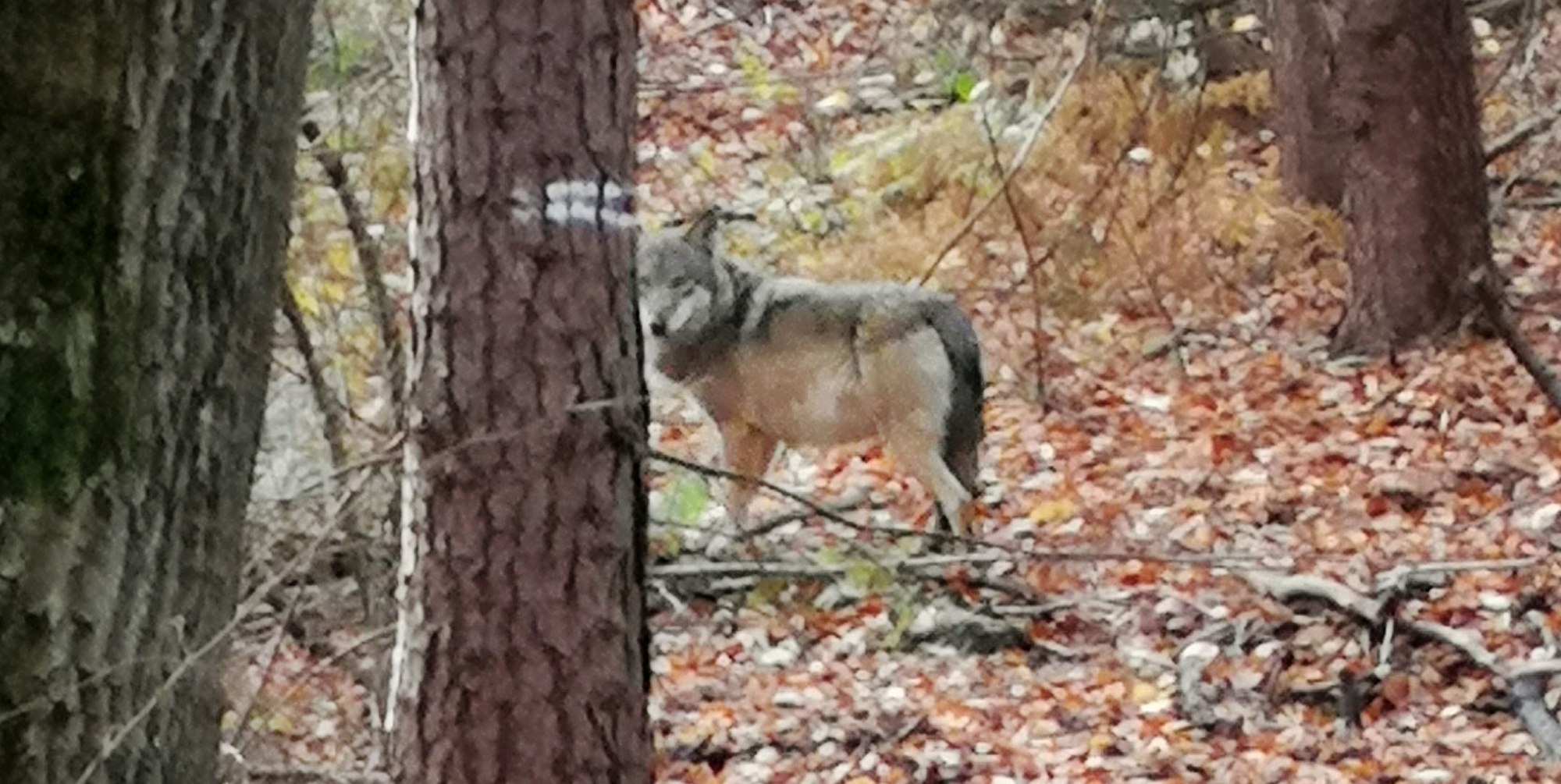 Wölfin am Niederrhein