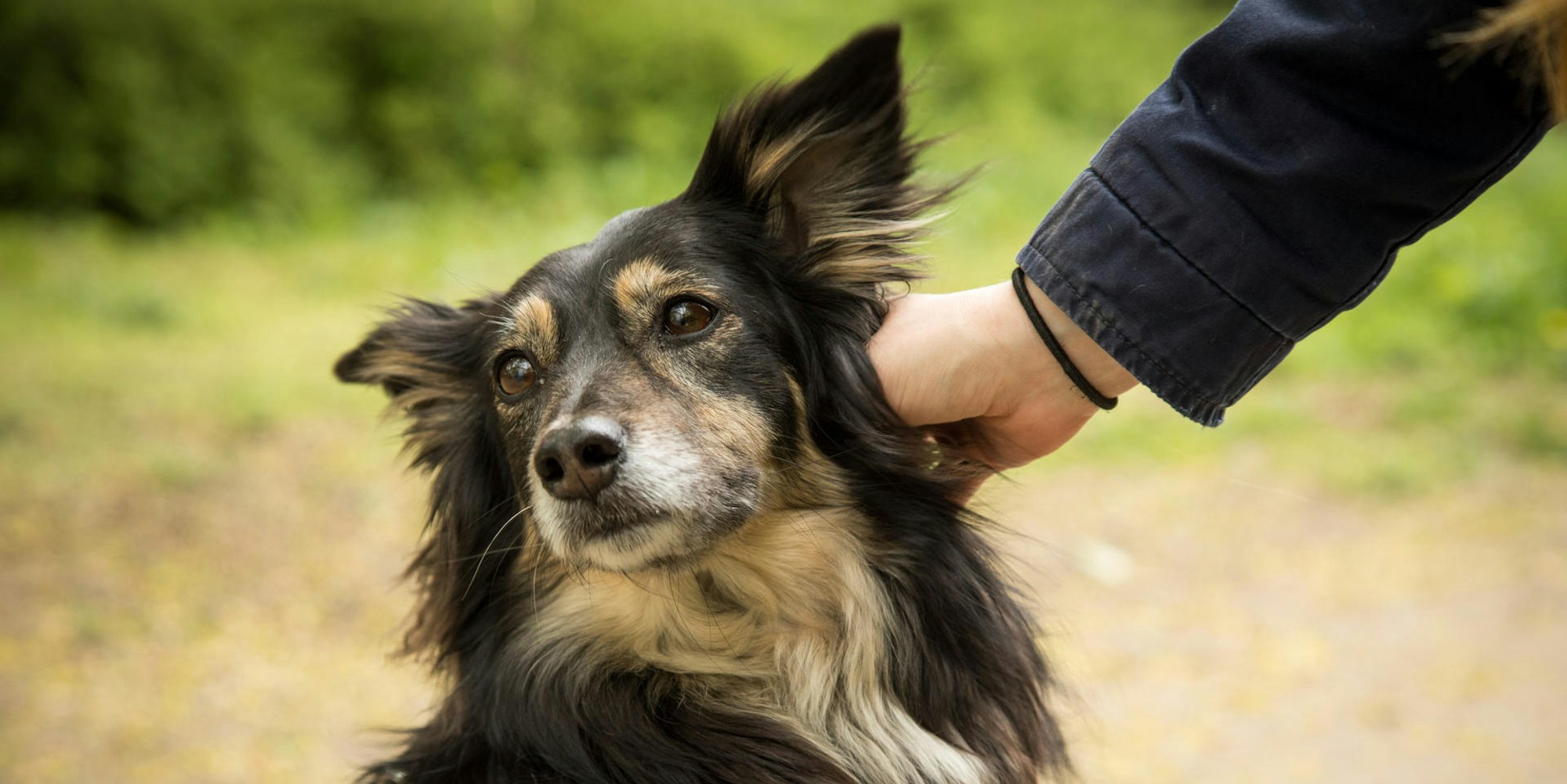 Hund wird gestreichelt