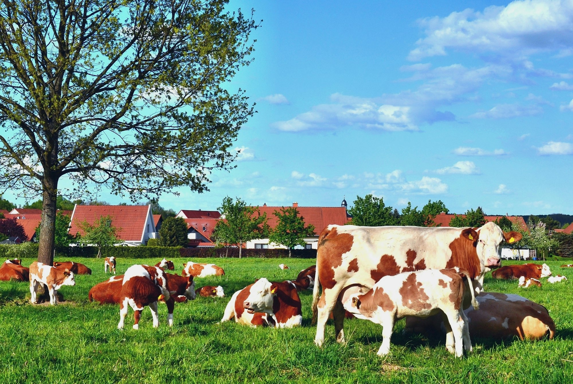 Bauernhof Kuh 752473_original_R_by_Andreas Hermsdorf_pixelio.de