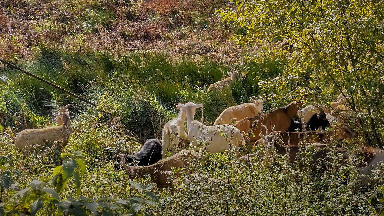Beweidung_Diepentalsperre_IMG_20221027_133530_HDR