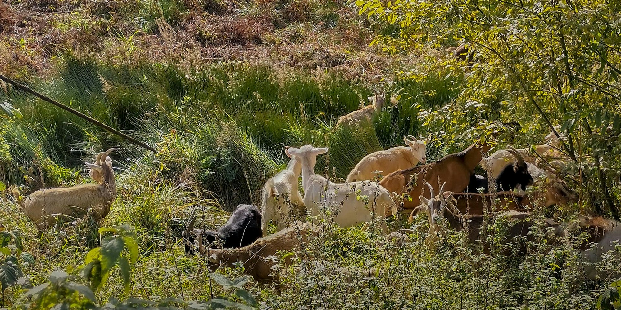 Beweidung_Diepentalsperre_IMG_20221027_133530_HDR