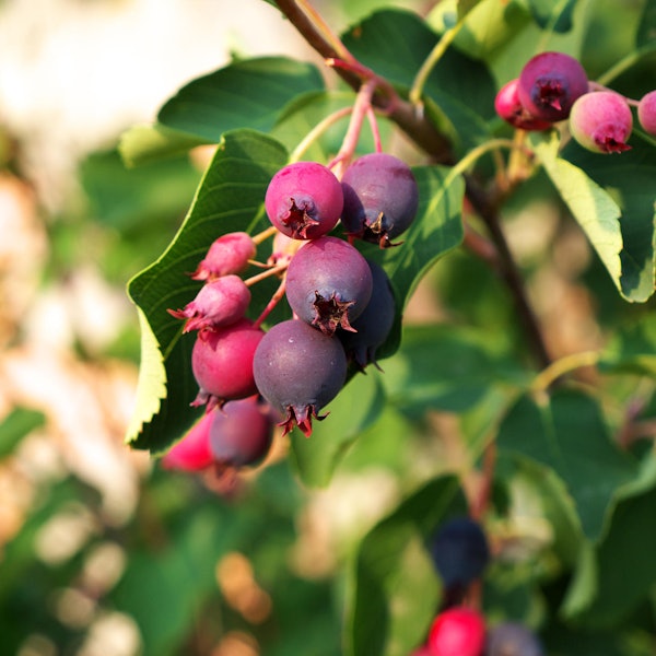 GettyImages-1021129906-asadykov