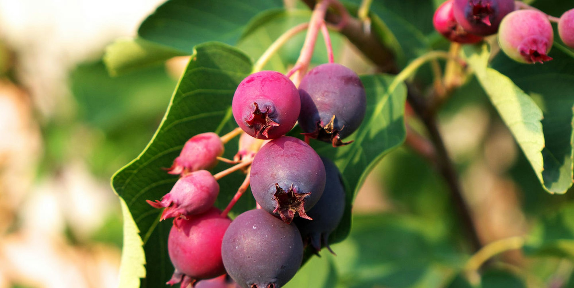 GettyImages-1021129906-asadykov