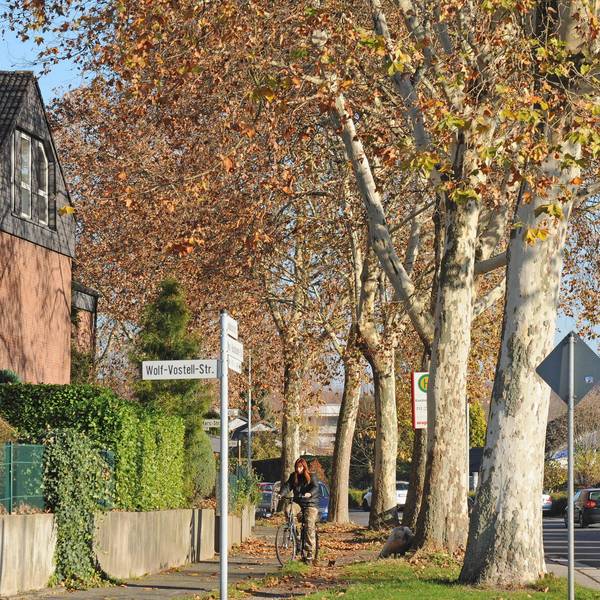 le-kandinskystrasze-baeume