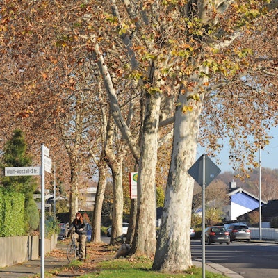 le-kandinskystrasze-baeume