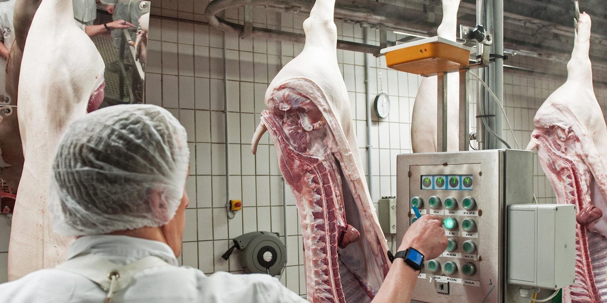 Schlachthaus Schweinehälften