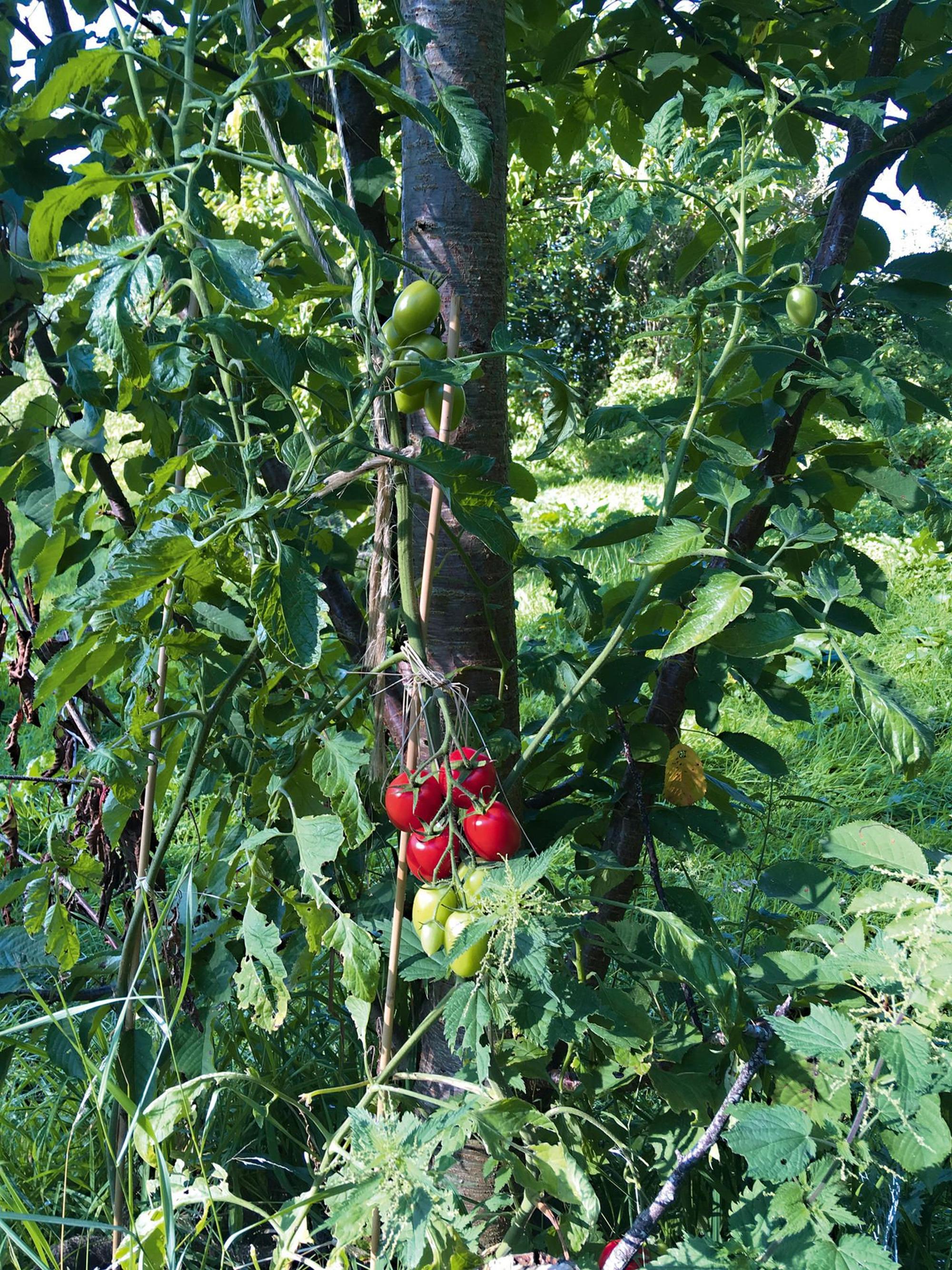 Permakultur Tomaten