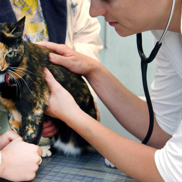 DPA - Katze beim Tierarzt