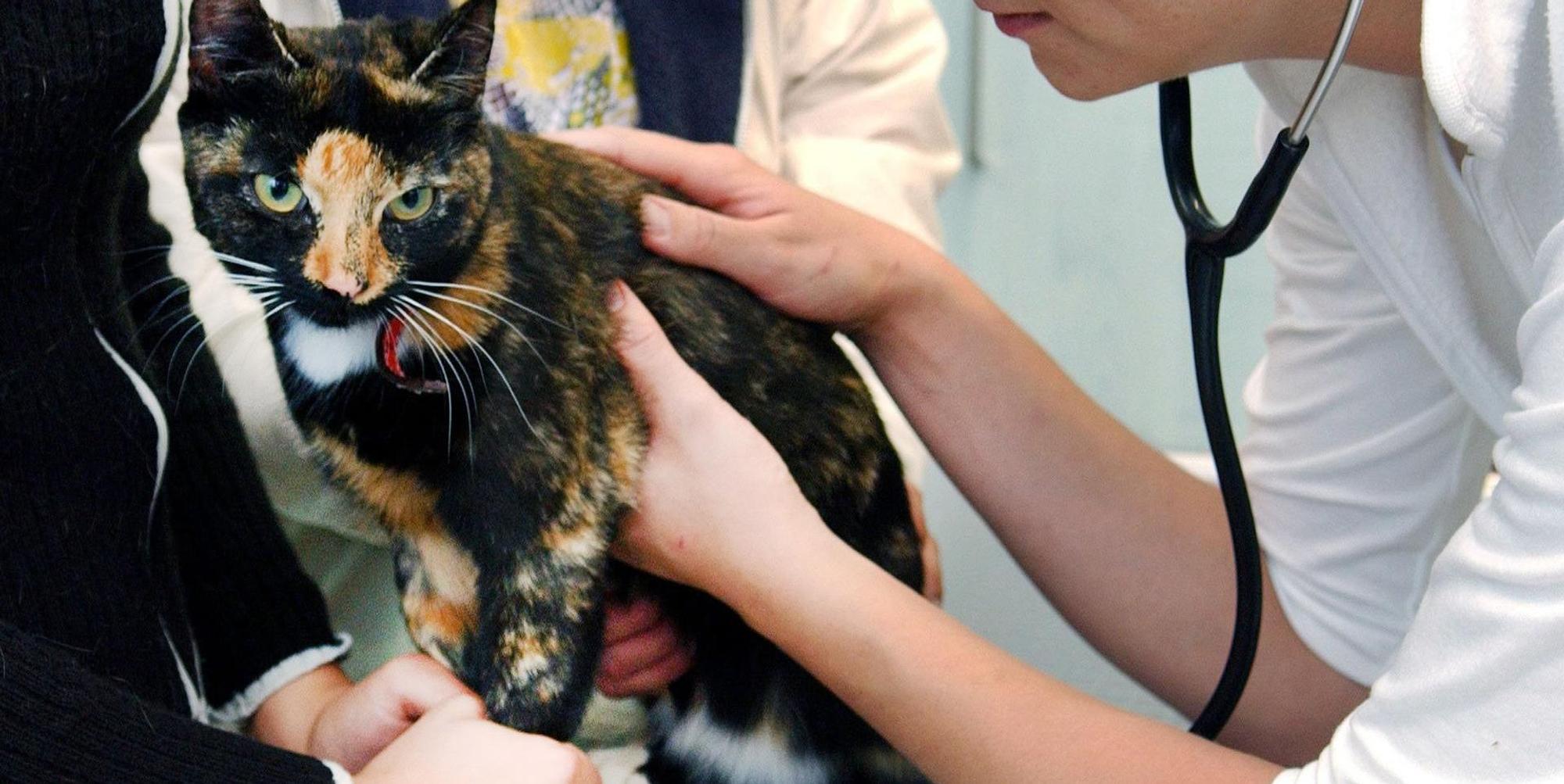 DPA - Katze beim Tierarzt
