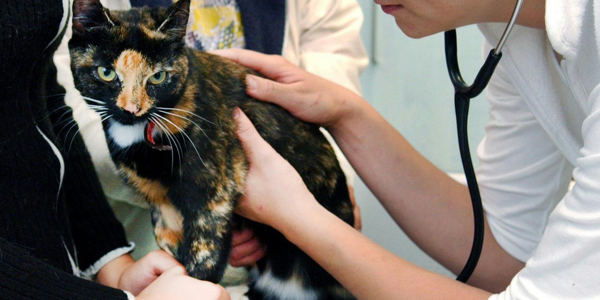 DPA - Katze beim Tierarzt