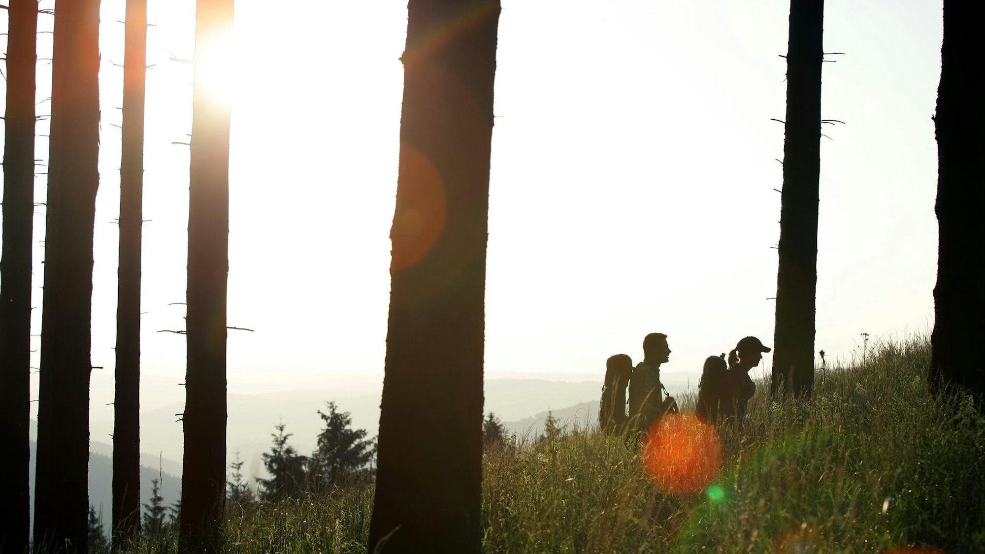 Menschen wandern im Wald auf dem Rothaarsteig im Rothaargebirge.