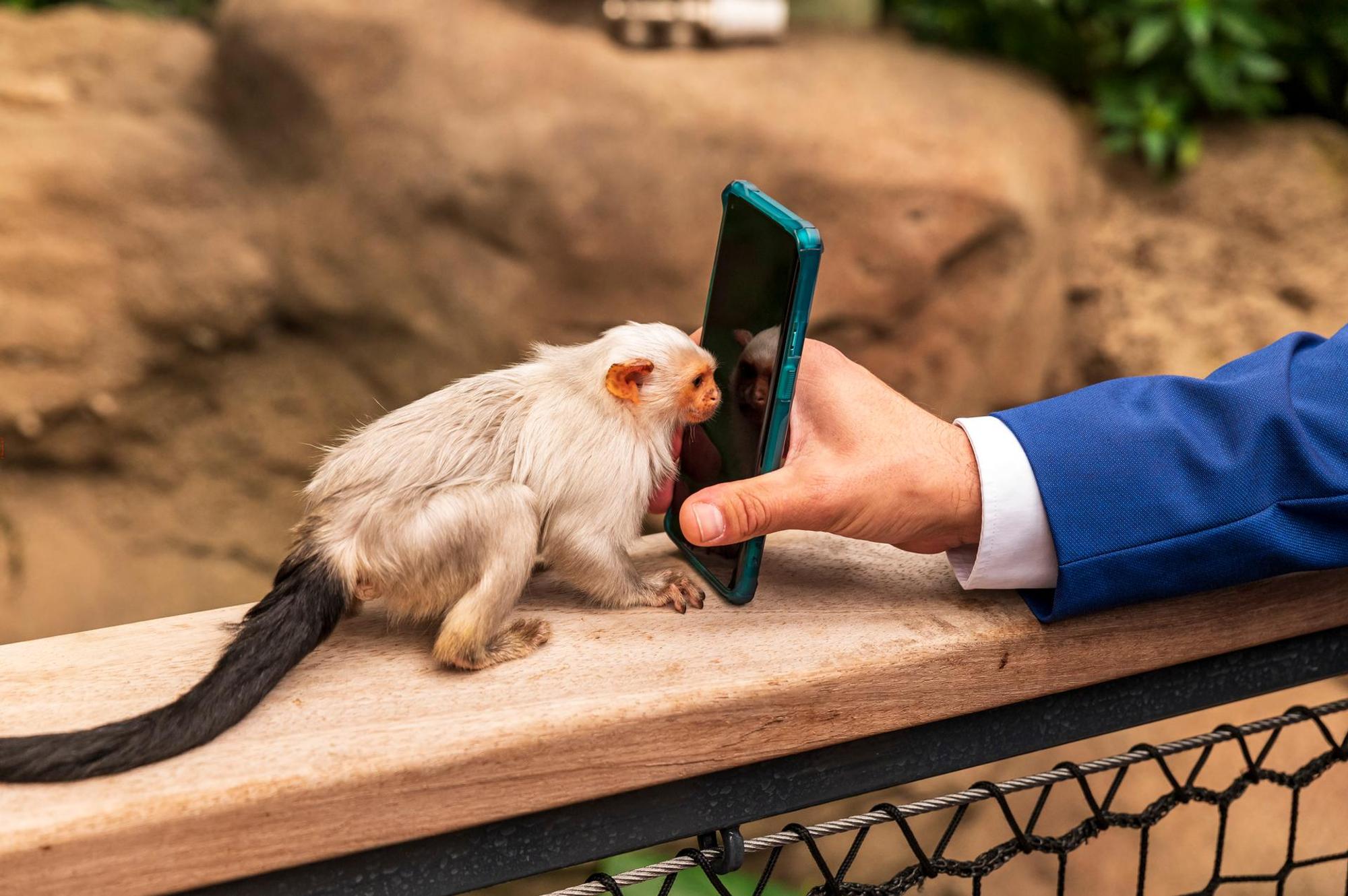 Südamerikahaus-affe-handy