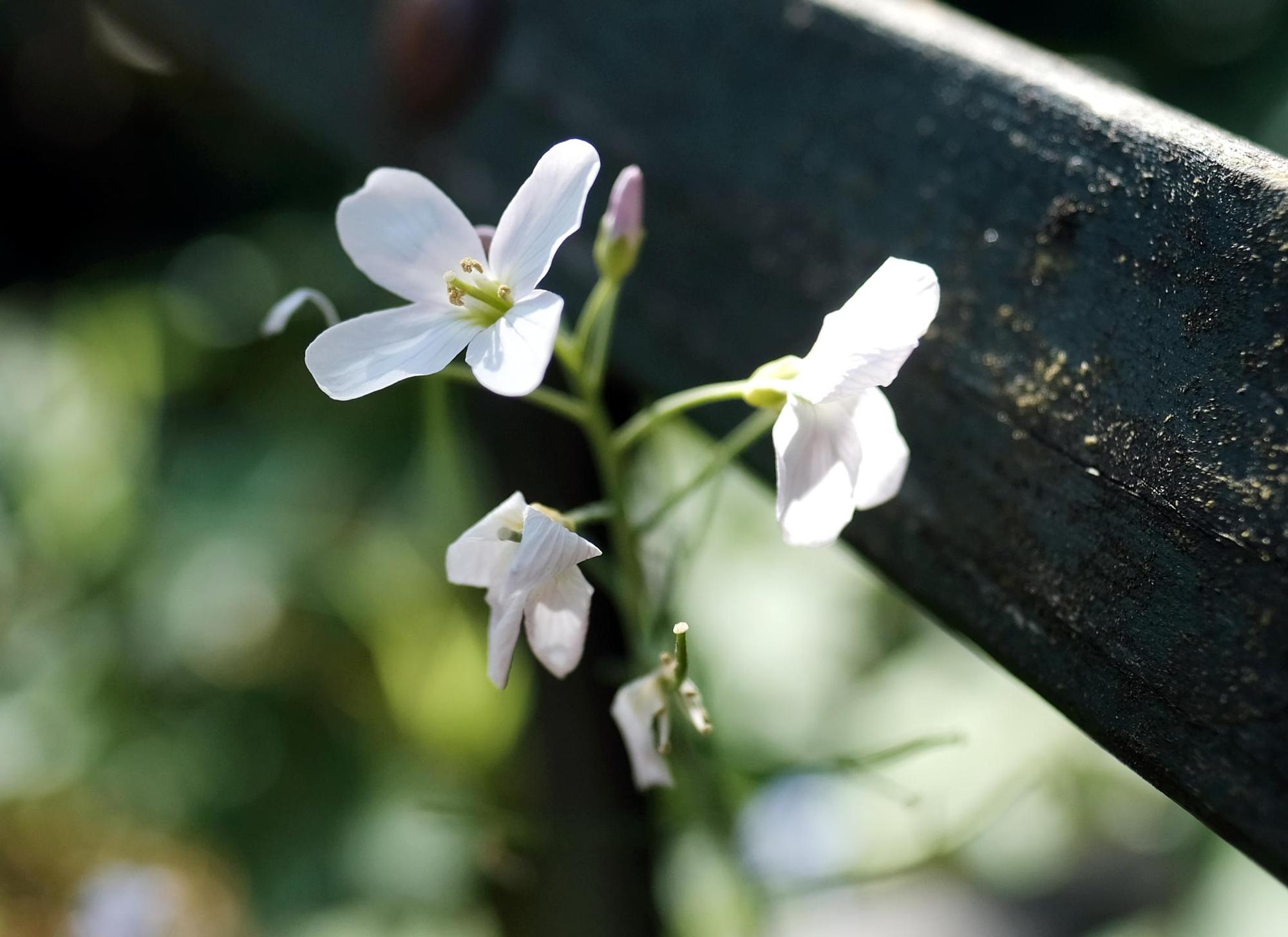 garten5